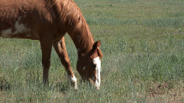 Stallion horse grazing in farm pasteur 4K 039