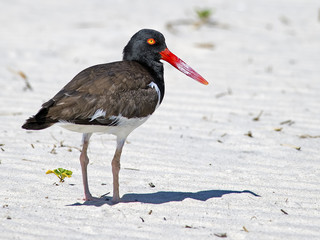 American Oystercatcher on the beach