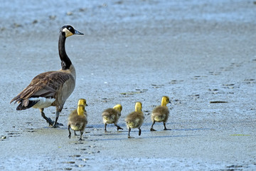 Naklejka premium Canada Goose and Goslings