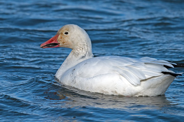 Snow Goose 