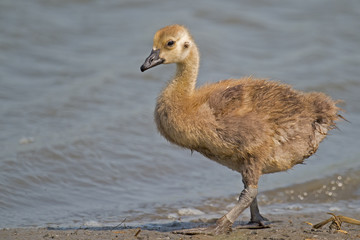 Canada Gosling