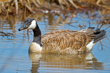Canada Goose