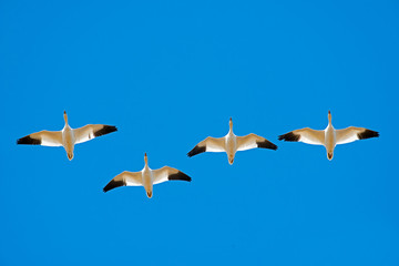Snow Geese in Flight Formation