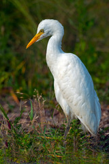 Cattle Egret