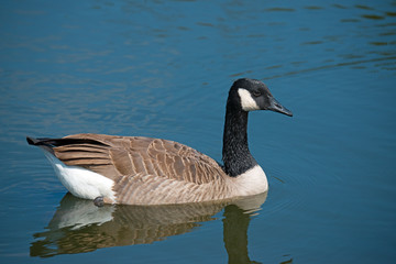 Canada Goose