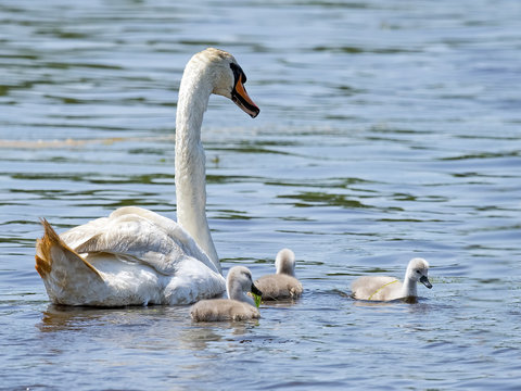 Mute Swan and Cygnets