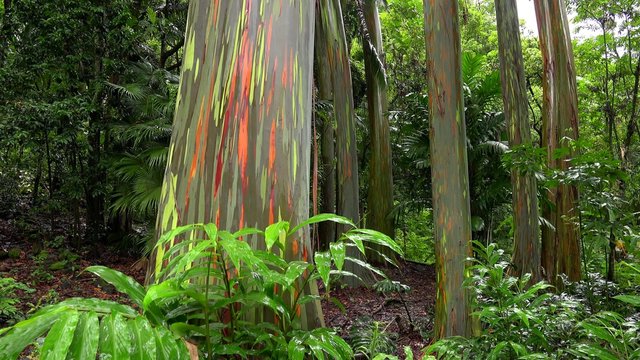 Tree Trunks of the Rainbow Eucalyptus in Hawaiian Rainforest (tilt)
