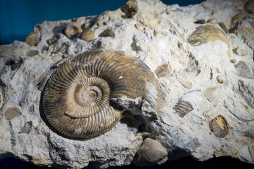 ammonite fossil embedded in stone, real ancient petrified shell