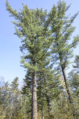 Fototapeta premium The trees Far Eastern taiga. Taiga beauty . Trees , shrubs , grass in the Far Eastern taiga.