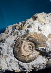 ammonite fossil embedded in stone, real ancient petrified shell