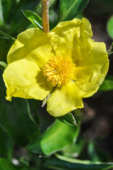 Fototapeta na wymiar Hibbertia Golden Yellow