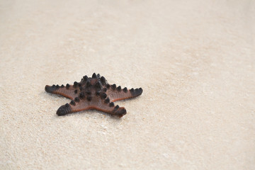 Tropical Beach Starfish