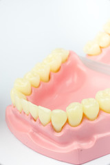 Denture shows how to brush teeth, dental equipment