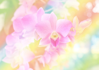 Soft focus beautiful orchid flower
