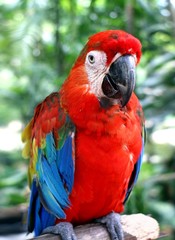 Parrot