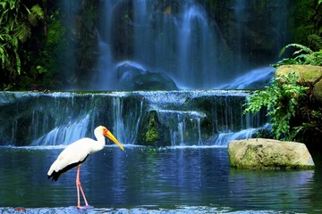 Panele Szklane  Ptak bocian żółtodzioby stojący w pobliżu wodospadu