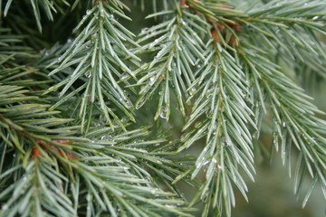 Green pine tree with raindrops