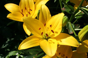 Obraz premium Yellow lily flower.