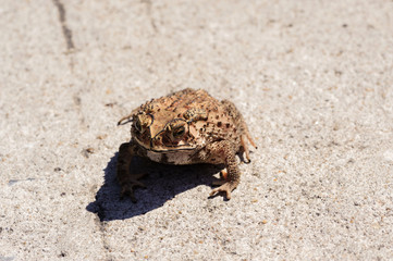 Small toad on the concrete road