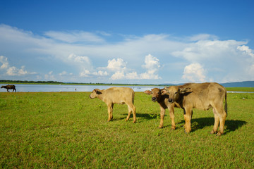 Three young water buffalo grazing in a field