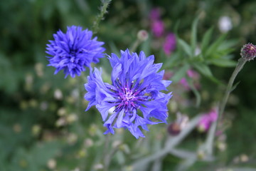 Bright blue corn flowers.