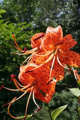 Naklejka premium Tiger lilies in garden.