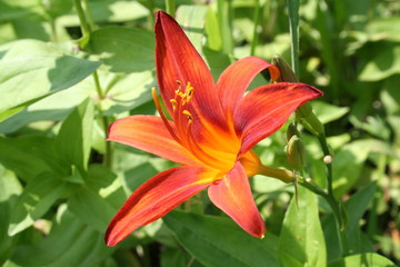 Tiger lilies in  garden.
