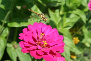 Dragon fly on pink flower
