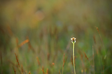 light and lonely poaceae