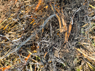 Fire, fire, smoke in the autumn forest