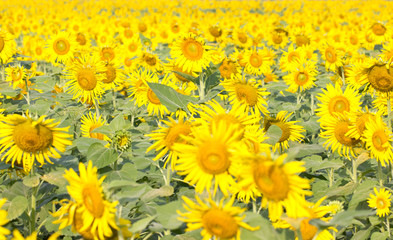 Obraz premium Sunflowers field.