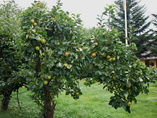 Fototapeta na wymiar Apples on a tree