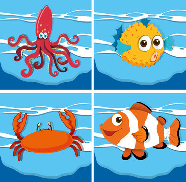 Different kind of sea animals