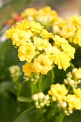 Close up of Kalanchoe flowers.