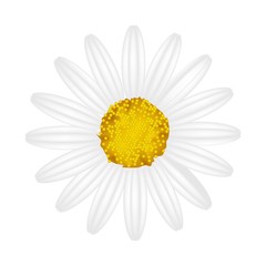 White Daisy Flower on A White Background