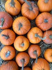 Autumn season orange pumpkin patch 