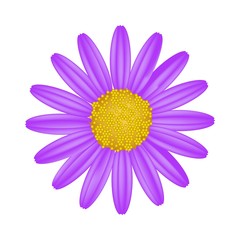 Purple Daisy Flower on A White Background