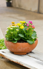 Kalanchoe flowers in clay pot.