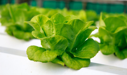 Fresh butterhead salad lettuce ,Organic Fram