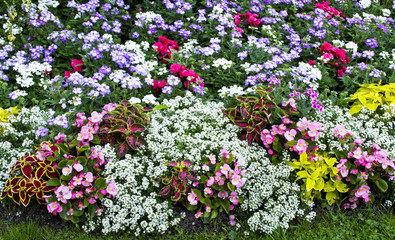 flowers in the garden
