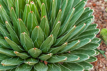 leaves of succulent plant