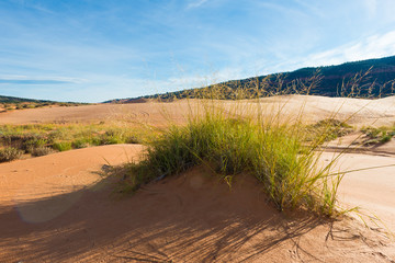 Naklejka premium coral pink sand dunes