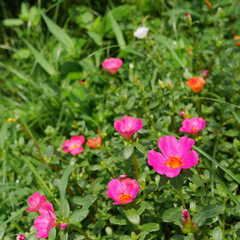 The portulaca flowers at the backyard garden. (1)