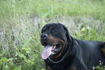 ротвейлер, собака, сторожевой, пес, поляна, лес, зеленый, коричневый, ошейник, намордник,  язык, лес, отдых, взгляд