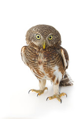 Owl standing in front of white background