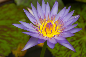 Lotus bloom in the morning