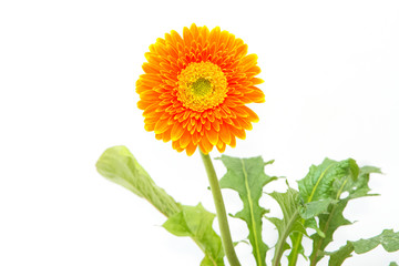 Gerbera flower isolated on white background