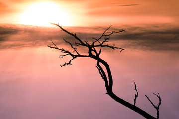 empty black branch stretching towards the sun