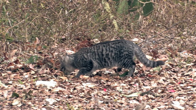Cat in wild in leaves HD