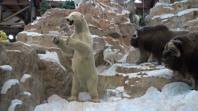 Arctic wildlife taxidermy display sporting goods store 4K 070
